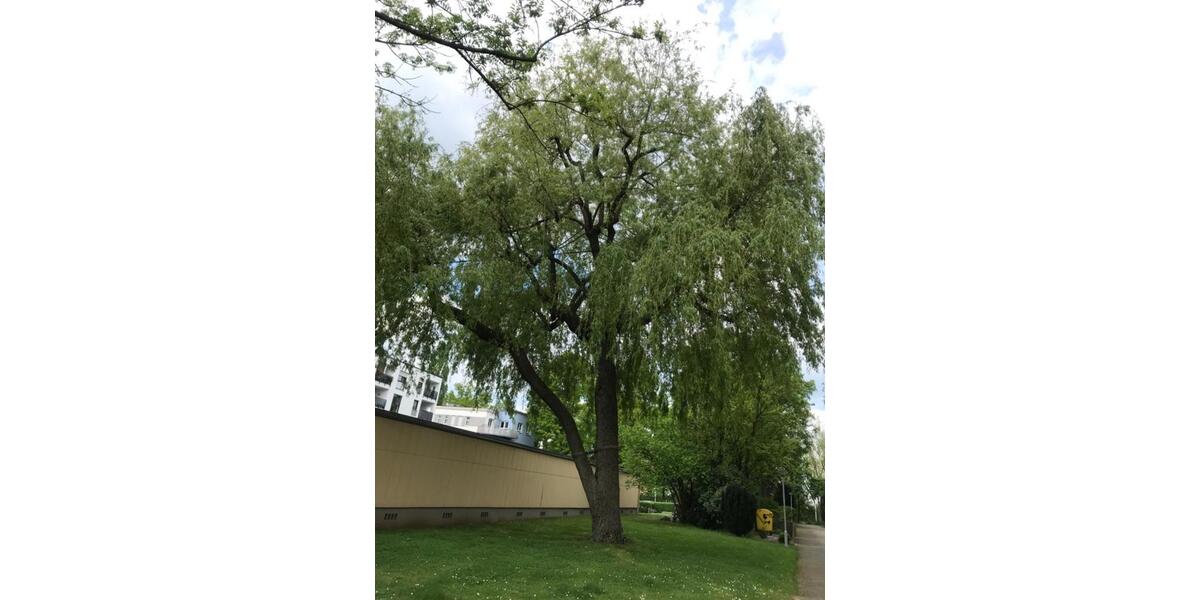 Etagenwohnung Nürnberg Erlenstegen - 3 Zimmer, 77 m&sup2;, 1.156&euro; | Angebot:25655354