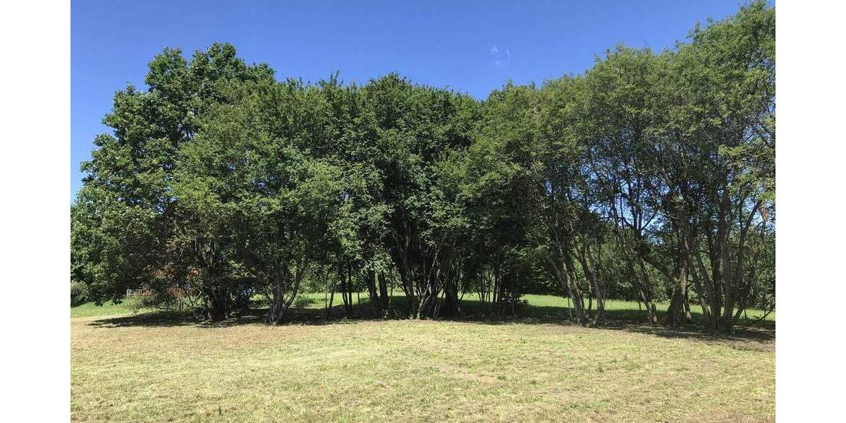 Grundstück Forchheim Burk - 905.355&euro; | Angebot:25701577