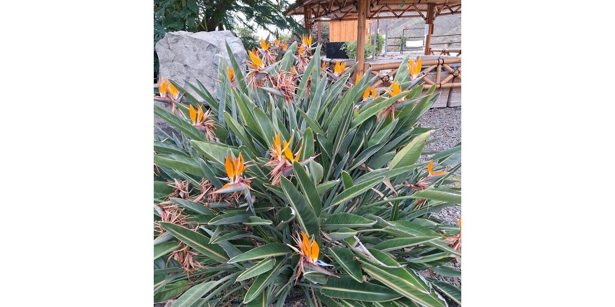 Etagenwohnung Nürnberg Erlenstegen - 1 Zimmer, 69 m&sup2;, 700&euro; | Angebot:25843178