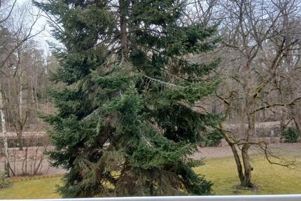 Wohnung Nürnberg Falkenheim - 3 Zimmer, 77 m&sup2;, 1.000&euro; | Angebot:25964190