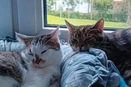 Wohnung Forchheim - 2 Zimmer, 65 m&sup2;, 850&euro; | Angebot:25980149