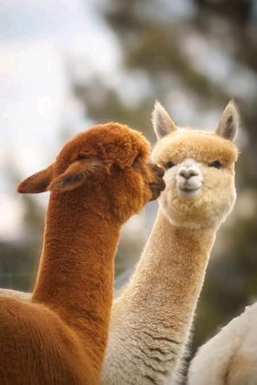 Etagenwohnung Nürnberg Erlenstegen - 1 Zimmer, 69 m&sup2;, 700&euro; | Angebot:25843178