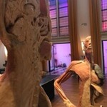KÖRPER Sonderausstellung Gifhorn